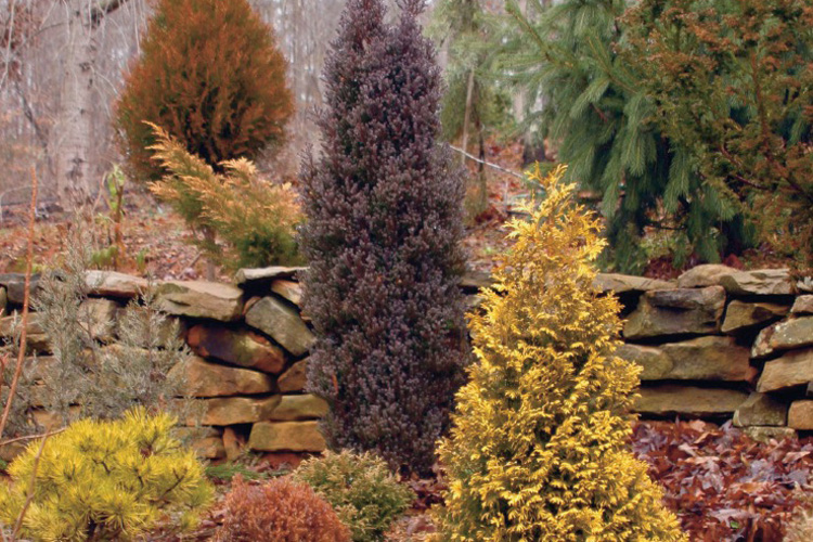 Evergreen Varieties Add Color to Your Landsca