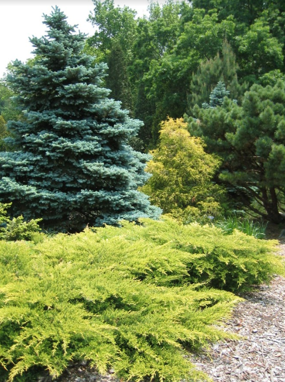 Choosing evergreens for your landscape | UMN Extensi