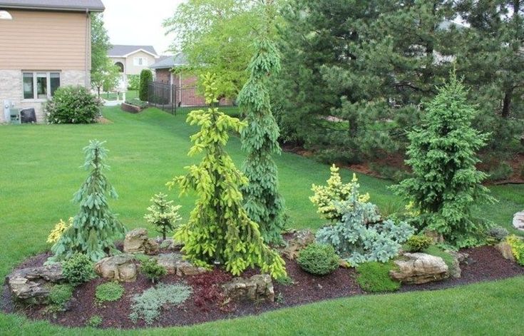 33 Wonderful Evergreen Landscape Ideas For Front Yard | Conifers .