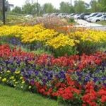Large annual flower bed design | Annual flower beds, Perennial .