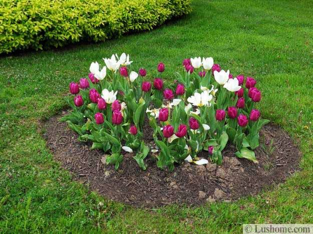 25 Spring Flower Beds and Yard Landscaping Ide