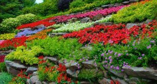 How to Start a Flower Garden: 3 Steps for Beginners | Garden Desi