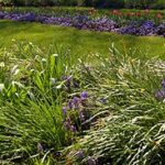 Flower garden - Wikiped
