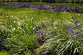 Flower garden - Wikiped