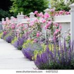 8 Front Yard Rose Garden ideas | garden, garden design, beautiful .