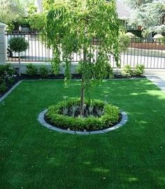 12 Best Front yard Tree Ideas | front yard, front yard landscaping .