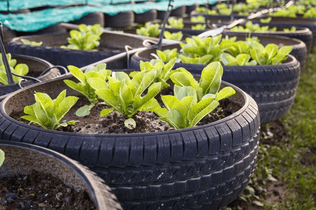 Inexpensive Raised Garden Bed Ideas : r/Gardening