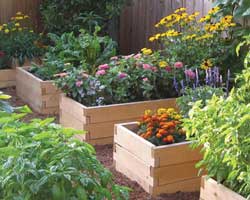 Raised Beds | Center for Excellence in Disabiliti