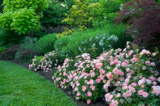 How to Plant Beautiful Garden Borders | Architectural Dige