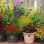 9 Plants for Colorful Container Gardens | Garden Desi