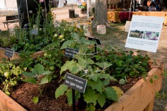 Raised Beds & Container Gardening | National Agricultural Libra