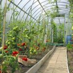 5 Considerations for Year-Round Greenhouse Growing – Mother Earth Ne