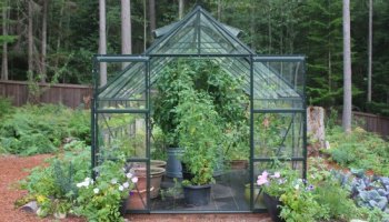 Growing Vegetables in a Greenhouse - Lettuce, Peas, Lemons and .