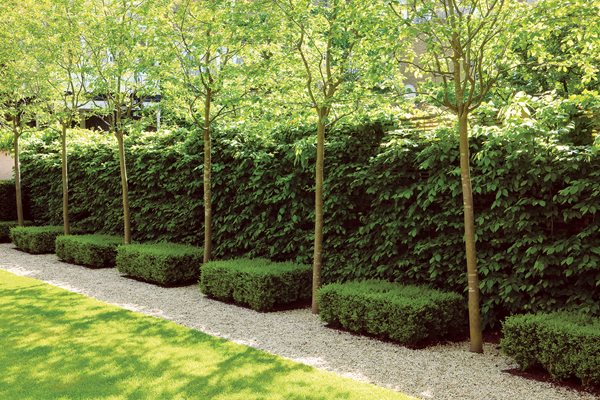 Glorious Hedges - Gallery | Garden Desi