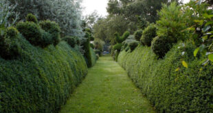 Hardscaping 101: Hedges - Gardenis