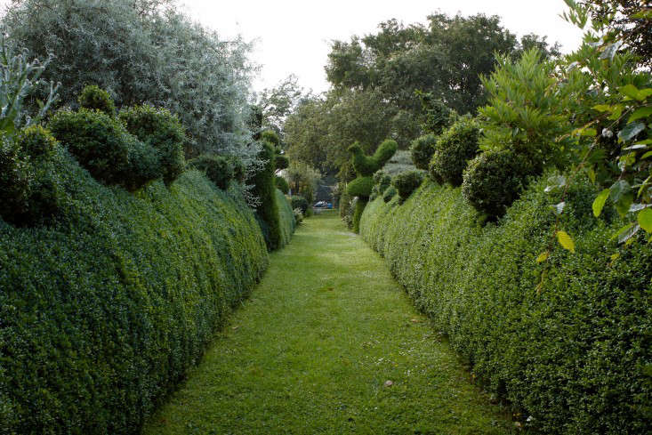 The Benefits of Garden Hedges: Privacy, Beauty, and Biodiversity