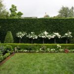 63 of The Best Landscape Hedge Ideas | Garden hedges, Hedges .