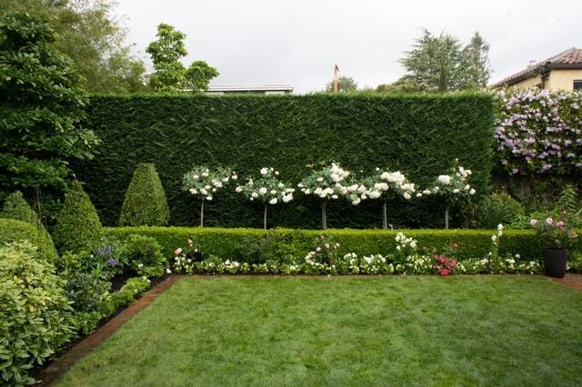 63 of The Best Landscape Hedge Ideas | Garden hedges, Hedges .