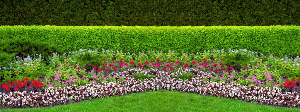 Picture-Perfect Garden Hedges: Plants to Consid