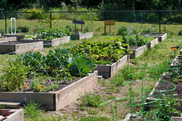 15 Vegetable Garden Ideas – Forbes Ho