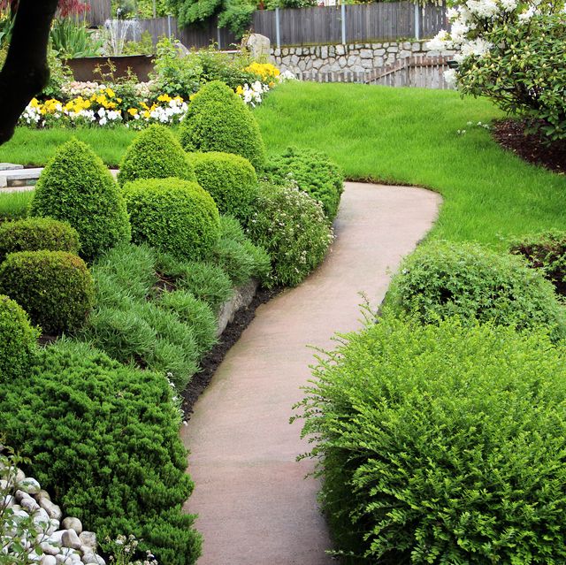 25 Best Evergreen Shrubs - Best Evergreen Bushes to Pla