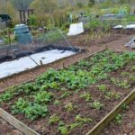 Budget Gardening Idea: Create Wood Chip Garden Paths • Lovely Gree