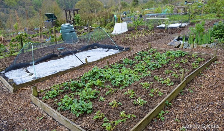 Budget Gardening Idea: Create Wood Chip Garden Paths • Lovely Gree