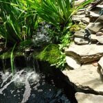 Garden pond - Wikiped