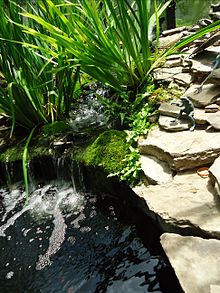 Garden pond - Wikiped