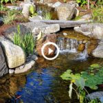 Water Gardens 101 | Learning Center | The Pond G