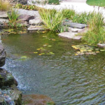 How to Prepare Your Garden Pond for Wint
