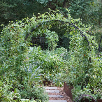 Garden Trellis