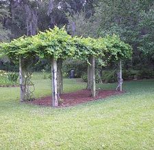 How to Build a Sturdy Grape Arbor | eHow | Garden vines, Grape .