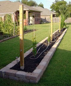 Grape Vine Trellis for Your Backyard Vineya