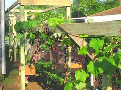 44 Grapevine arbor ideas | grape arbor, arbor, grape trell