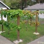 26 Best Grape trellis ideas | grape trellis, garden vines, garden .