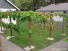 26 Best Grape trellis ideas | grape trellis, garden vines, garden .