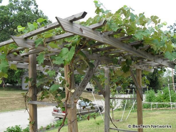 Why you should build grape arbor grapevine trellis designs | grape .