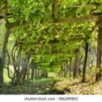 Grape Arbor Stock Photos and Pictures - 758 Images | Shuttersto
