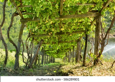 Grape Arbor Stock Photos and Pictures - 758 Images | Shuttersto