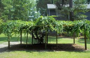 Home Garden Muscadines | North Carolina Muscadine Grape .