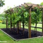 13 grapevine trellis ideas | garden vines, grape trellis, grape arb