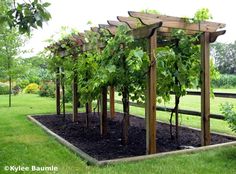 13 grapevine trellis ideas | garden vines, grape trellis, grape arb