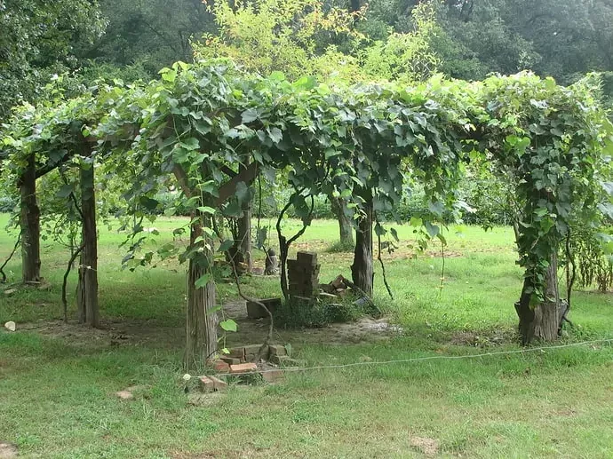 Tips for Growing and Maintaining a Grape
Arbor