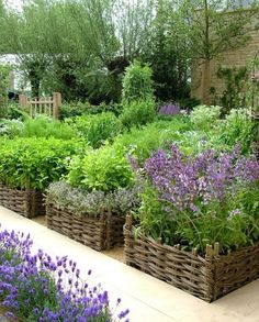 100 Best Outdoor - Herb Garden ideas | herb garden, outdoor herb .