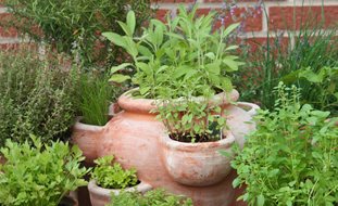 Vegetable Garden Ideas & Design | Garden Desi