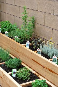 140 Best Growing Herbs in Containers ideas | herbs, growing herbs .