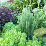 Creating an Herb Garden – Covingto