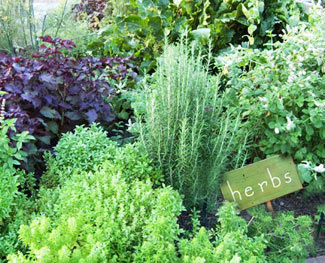 Creating an Herb Garden – Covingto