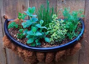 How to Grow an Herb Garden: Tips and Guidelines | HowStuffWor